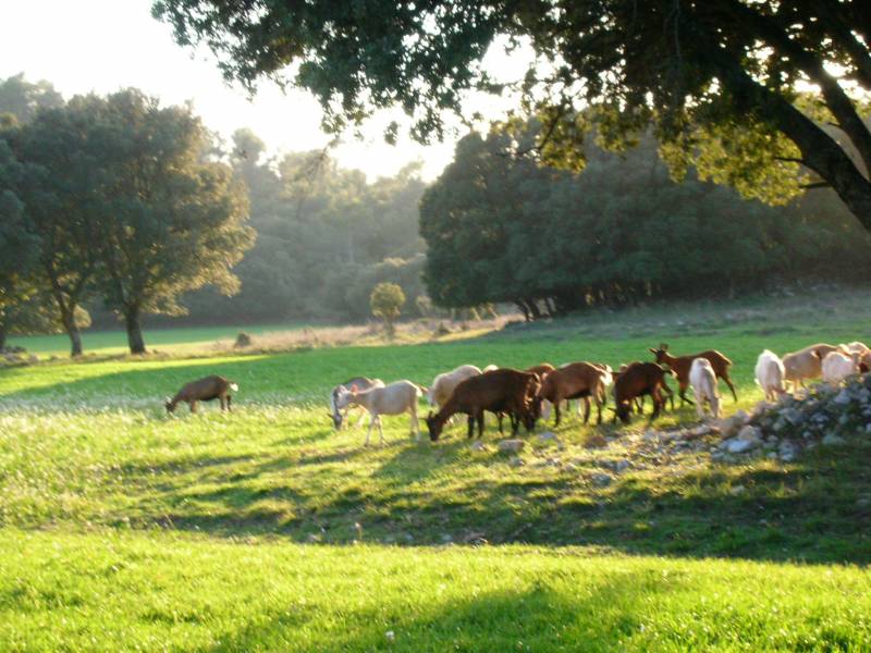 Randonnée Quad au pied de la Sainte Baume avec visite de bergerie