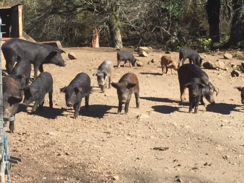 RANDONNÉE QUAD EN CORSE 4 JOURS