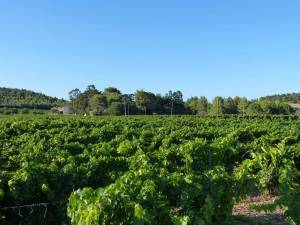 domaine viticole Sigalous