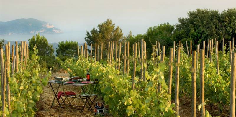 domaine viticole vin de Bandol